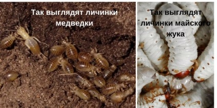 cricket foto, descriere, metode de luptă (metode) fotografii Mole, descriere, metode de luptă