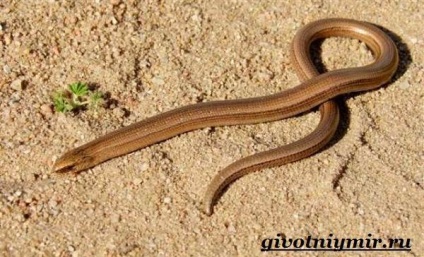 șarpe Copperhead (șarpe fotografie Copperhead) șarpelui veninos
