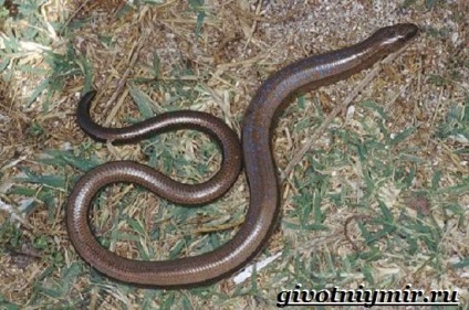 șarpe Copperhead (Copperhead șarpe. Copperhead stil de viață și de mediu) șarpelui veninos