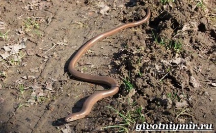 șarpe Copperhead (Copperhead șarpe. Copperhead stil de viață și de mediu) șarpelui veninos