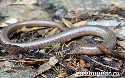 șarpe Copperhead (șarpe fotografie Copperhead) șarpelui veninos