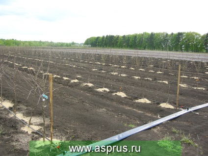 Metode de măsurare a umidității solului appyapm (murele) Metode de măsurare a umidității solului appyapm