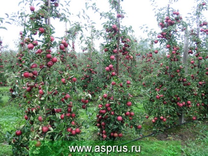 Metode de măsurare a umidității solului, appyapm (plante ornamentale) Metode de măsurare a umidității solului appyapm