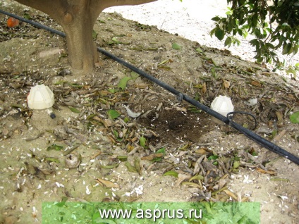 Metode de măsurare a umidității solului appyapm (puieți) Metode de măsurare a umidității solului appyapm