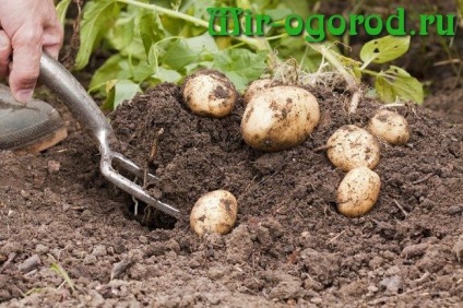 Galina Kizima metodă de cultivare (Kizima) Metoda de cultivare Galina Kizim