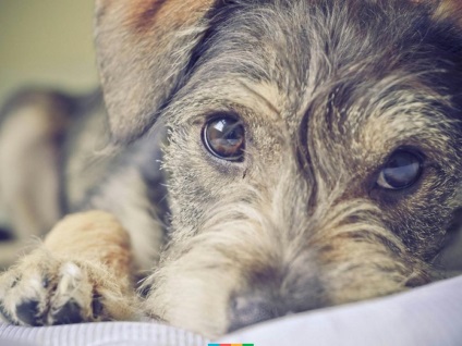 Schnauzer în fotografie, descrierea și aspectul (exterior) Schnauzer în fotografie, descrierea și aspectul