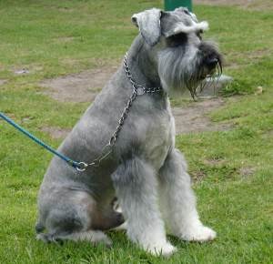 Descriere câine Schnauzer rasa, caracteristicile de competențe, îngrijire și întreținere (descriere) Descriere caine din rasa Schnauzer, caracteristicile de competențe, de îngrijire și întreținere