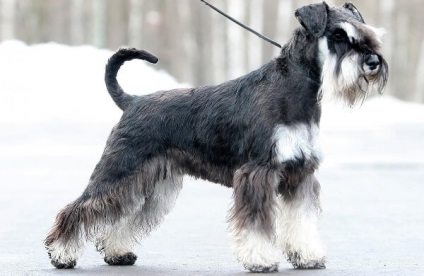 Descriere câine Schnauzer rasa, caracteristicile de competențe, de îngrijire și întreținere (rocă) Descriere caine din rasa Schnauzer, caracteristicile de competențe, de îngrijire și întreținere
