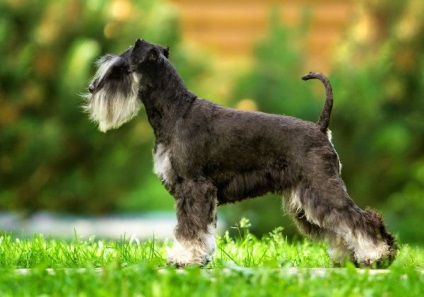 câine Schnauzer descriere rasa, caracteristicile de calificare, îngrijirea și întreținerea (caracteristică) Descriere caine din rasa Schnauzer, caracteristicile de competențe, de îngrijire și întreținere