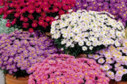 Perene în țară, înflorite toate titlurile foto de vară (plante perene) Perene în țară, înflorite toate titlu fotografie de vară