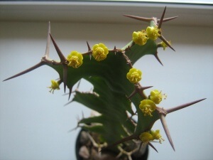 Descriere Euphorbia, tipuri și de îngrijire (aspectul lor) Descriere Euphorbia, tipuri și de îngrijire