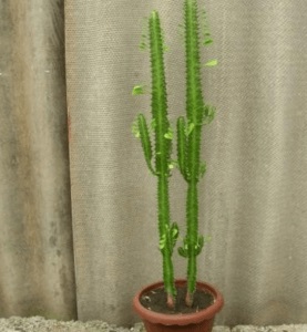 Descriere Euphorbia, tipuri și de îngrijire (reproducere milkweed) Descriere Euphorbia, tipuri și de îngrijire