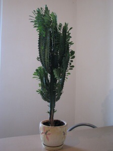 Descriere Euphorbia, tipuri și de îngrijire (aspectul lor) Descriere Euphorbia, tipuri și de îngrijire