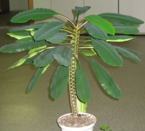 Euphorbia descriere, tipuri și de îngrijire (eyforbiya) Descriere Euphorbia, tipuri și de îngrijire