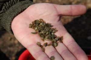 Gammarus - Secretele de pescuit de succes (prinderea pe Gammarus) Gammarus - Secretele de pescuit de succes
