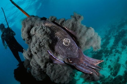 sepie Marine (squid) calmar mare