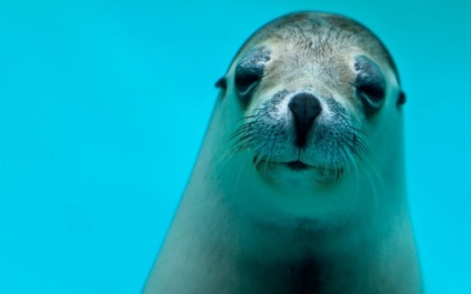Seals (sigilii) sigilii