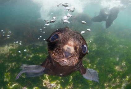 Seals (sigilii) sigilii