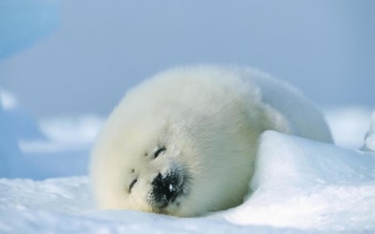 Seals (sigilii fotografie blană) sigilii