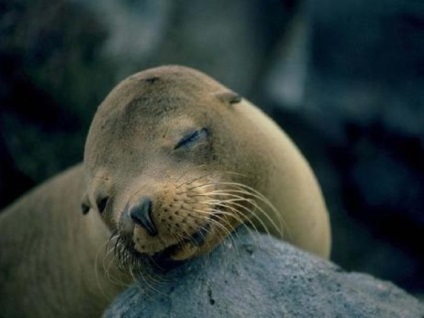 Seals (sigilii) sigilii