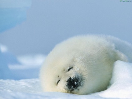 Seals (sigilii fotografie blană) sigilii