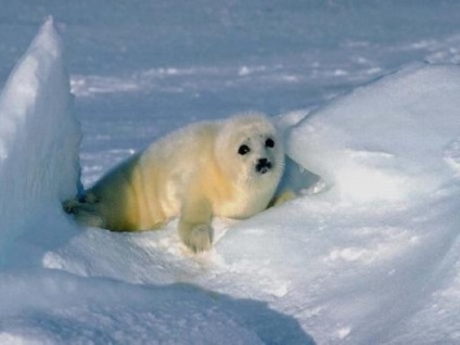 Seals (sigilii) sigilii