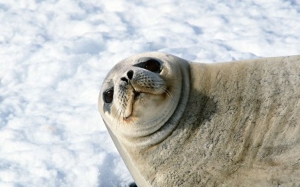 Seals (sigilii) sigilii