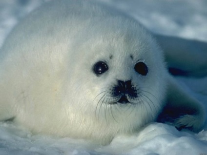 Seals (sigilii fotografie blană) sigilii