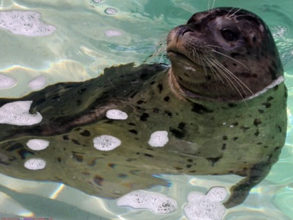 Seals (sigilii fotografie blană) sigilii