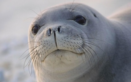 Seals (sigilii) sigilii