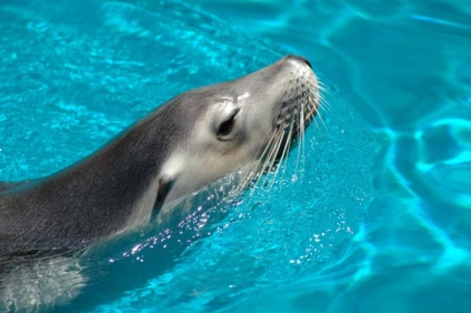 Seals (sigilii) sigilii