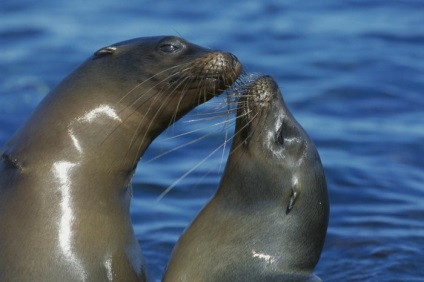 Seals (sigilii fotografie blană) sigilii