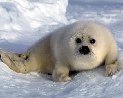 Seals (sigilii) sigilii