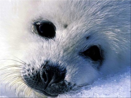 Seals (sigilii fotografie blană) sigilii