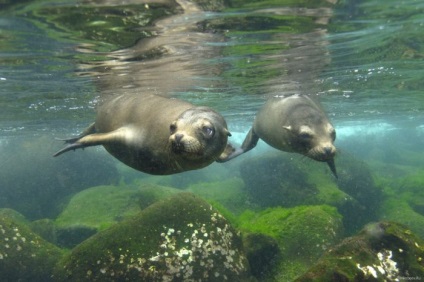 Seals (sigilii fotografie blană) sigilii