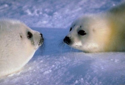 Seals (sigilii fotografie blană) sigilii