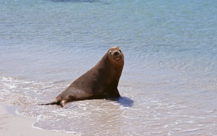 Seals (sigilii) sigilii