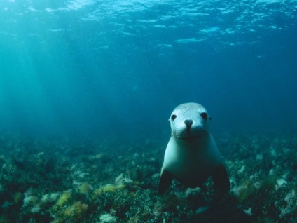 Seals (sigilii fotografie blană) sigilii