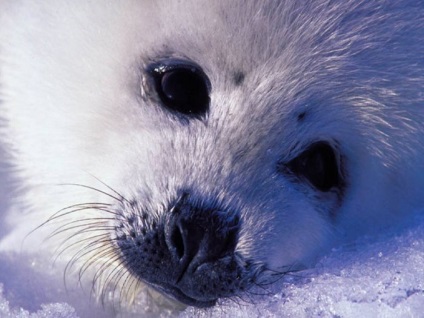Seals (sigilii) sigilii