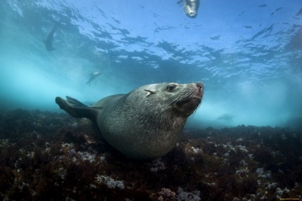 Seals (sigilii fotografie blană) sigilii