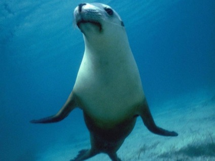 Seals (sigilii) sigilii
