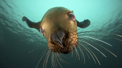 Seals (sigilii) sigilii