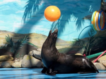 Seals (sigilii) sigilii