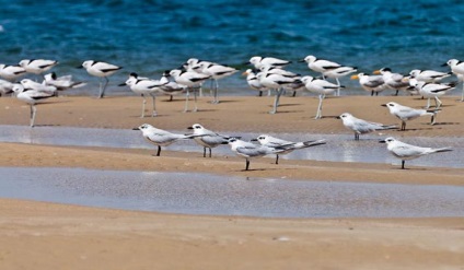 Numele pasăre marină, descriere și fotografii (păsări marine pinguin pasăre Albatrosul este o pasăre) Pasarile marine numele, descrierea și fotografii
