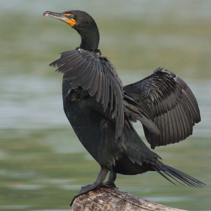 Numele pasăre marină, descriere și fotografii (păsări marine pinguin pasăre Albatrosul este o pasăre) Pasarile marine numele, descrierea și fotografii
