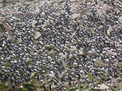 Numele pasăre marină, descriere și fotografii (păsări marine pinguin pasăre Albatrosul este o pasăre) Pasarile marine numele, descrierea și fotografii
