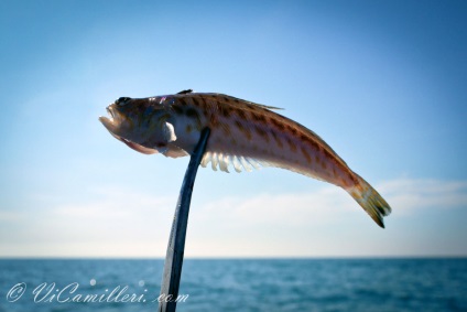 Sea Dragon în Marea Neagră (diverse) Sea Dragon în Marea Neagră