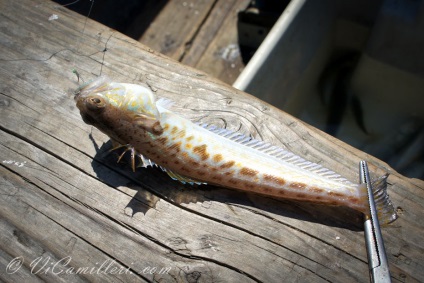 Sea Dragon în Marea Neagră (Bulgaria blog) Sea Dragon în Marea Neagră