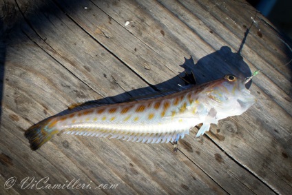 Sea Dragon în Marea Neagră (diverse) Sea Dragon în Marea Neagră