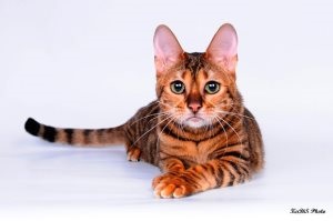 Pot da pisica hrișcă, asistent feline (pisică) Pot da pisica hrișcă, asistent feline